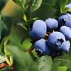 辽宁丹东华彩苗木供应蓝莓钵苗，南高丛北高丛蓝莓，量大从优