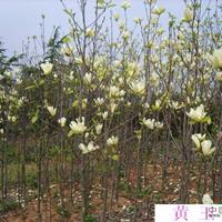河南省黄玉兰树价格，1-15公分粗黄玉兰价格，玉兰产地在哪