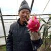 北方驯化红心火龙果种苗供应，适宜暖棚种植！