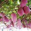遂川县商龙供应特色水果八月瓜种子种苗