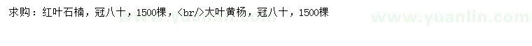 求购冠幅80公分红叶石楠、大叶黄杨