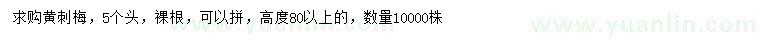 求购高80公分以上黄刺梅