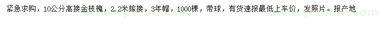 求购10公分高接金枝槐