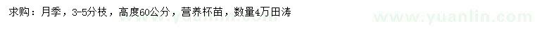 求购高60公分月季