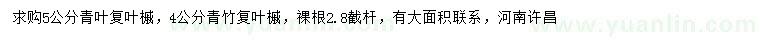 求购5公分青叶复叶槭、4公分青竹复叶槭