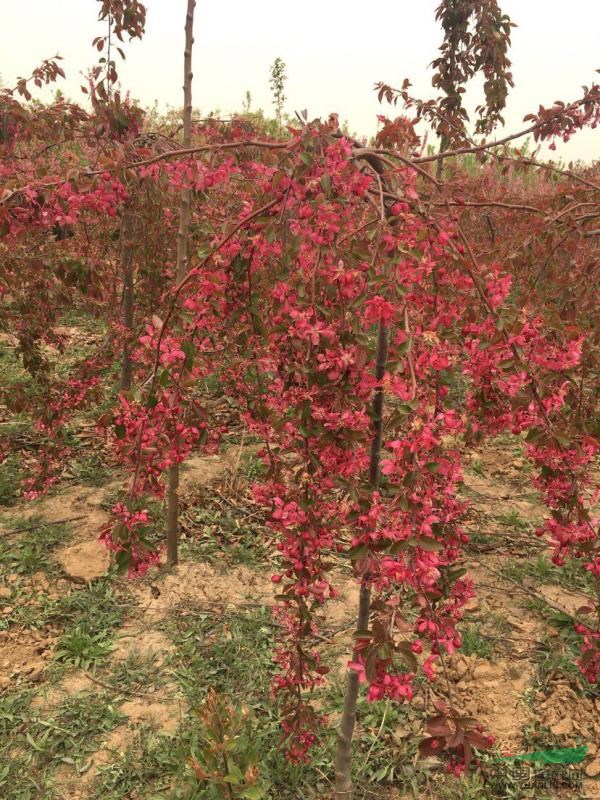 红叶红花垂枝海棠图片