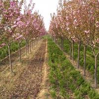 山东樱花基地在哪里