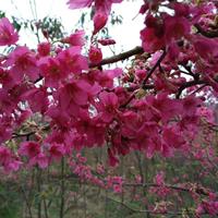 福建山樱花基地/山樱花哪里有