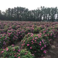 山东德州玫瑰花园处理玫瑰1号四季玫瑰6000株