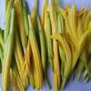 传统黄花菜种苗根金针菜种根