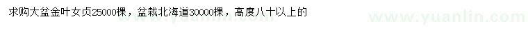 求购高80公分以上金叶女贞、北海道