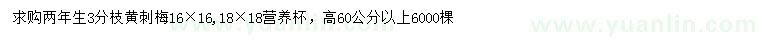 求购高60公分以上黄刺梅