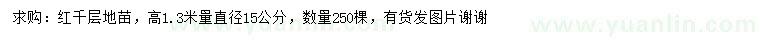 求购高1.3米量直径15公分红千层