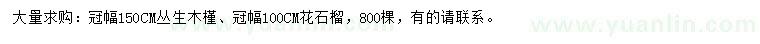 求购冠幅150公分丛生木槿、100公分花石榴