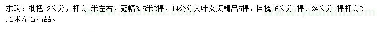 求购枇杷、大叶女贞、国槐