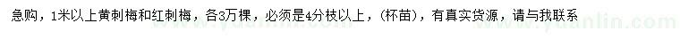 求购1米以上黄刺梅、红刺梅