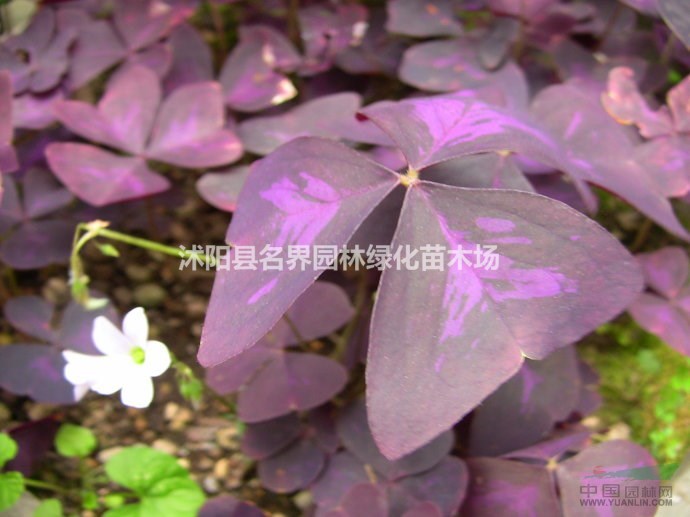 出售地被植物观花植物紫叶榨浆草幸运草红花草可盆栽基地 种植厂家 产地报价单 沭阳县广汉园林苗木场