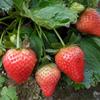 大将军草莓苗批发价格 大将军草莓苗种植方法
