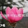 红花玉兰娇红2号小苗