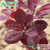 彩叶树新品种美国紫叶红栌 三季红叶树 如烟树 观花观叶树苗