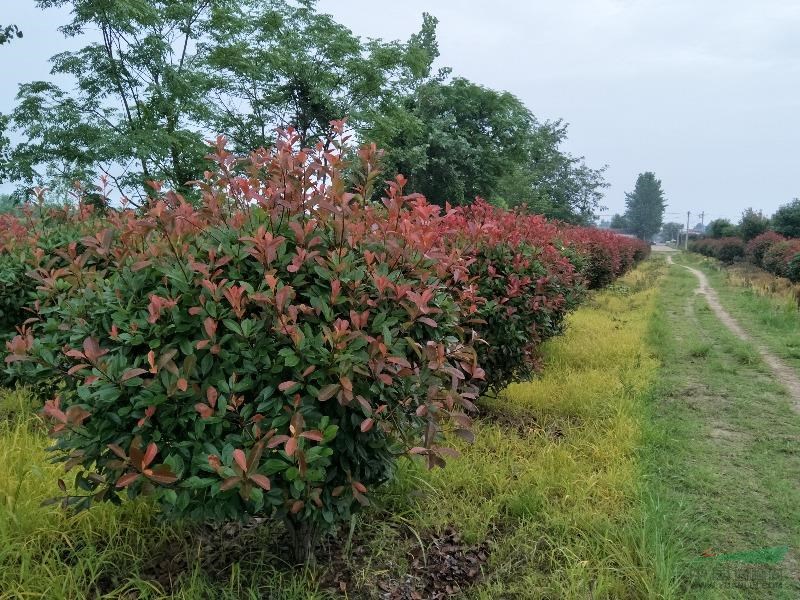 湖北武漢紅葉石楠球 _18971681677_武漢市新洲區雄之秀美種植專業