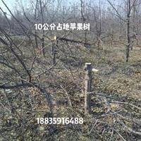 8公分苹果树价格·8公分苹果树多少钱？山西苹果树基地