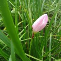 红花葱兰种植基地  红花葱兰价格    红花葱兰小苗