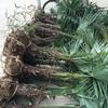 花木市场潢川苗乡大量供应棕榈小苗，50公分高度棕榈苗出售湿地