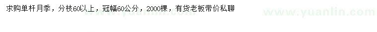 求购冠幅60公分单杆月季