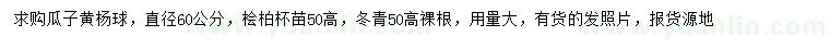 求购瓜子黄杨球、桧柏、冬青