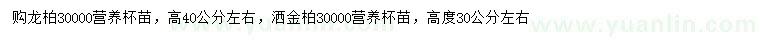 求购高40公分左右龙柏、30公分左右洒金柏