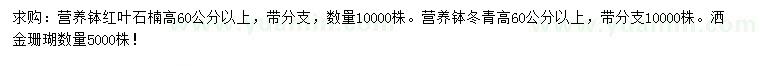 求购红叶石楠、冬青、洒金珊瑚