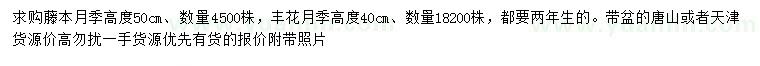 求购高50公分藤本月季、40公分丰花月季