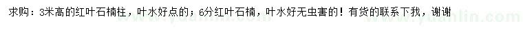 求购高3米红叶石楠柱、6公分红叶石楠