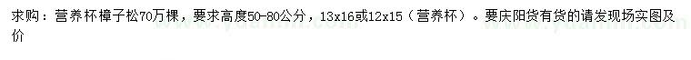 求购高50-80公分樟子松