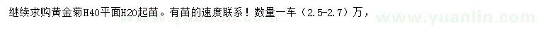 求购高20、40公分黄金菊