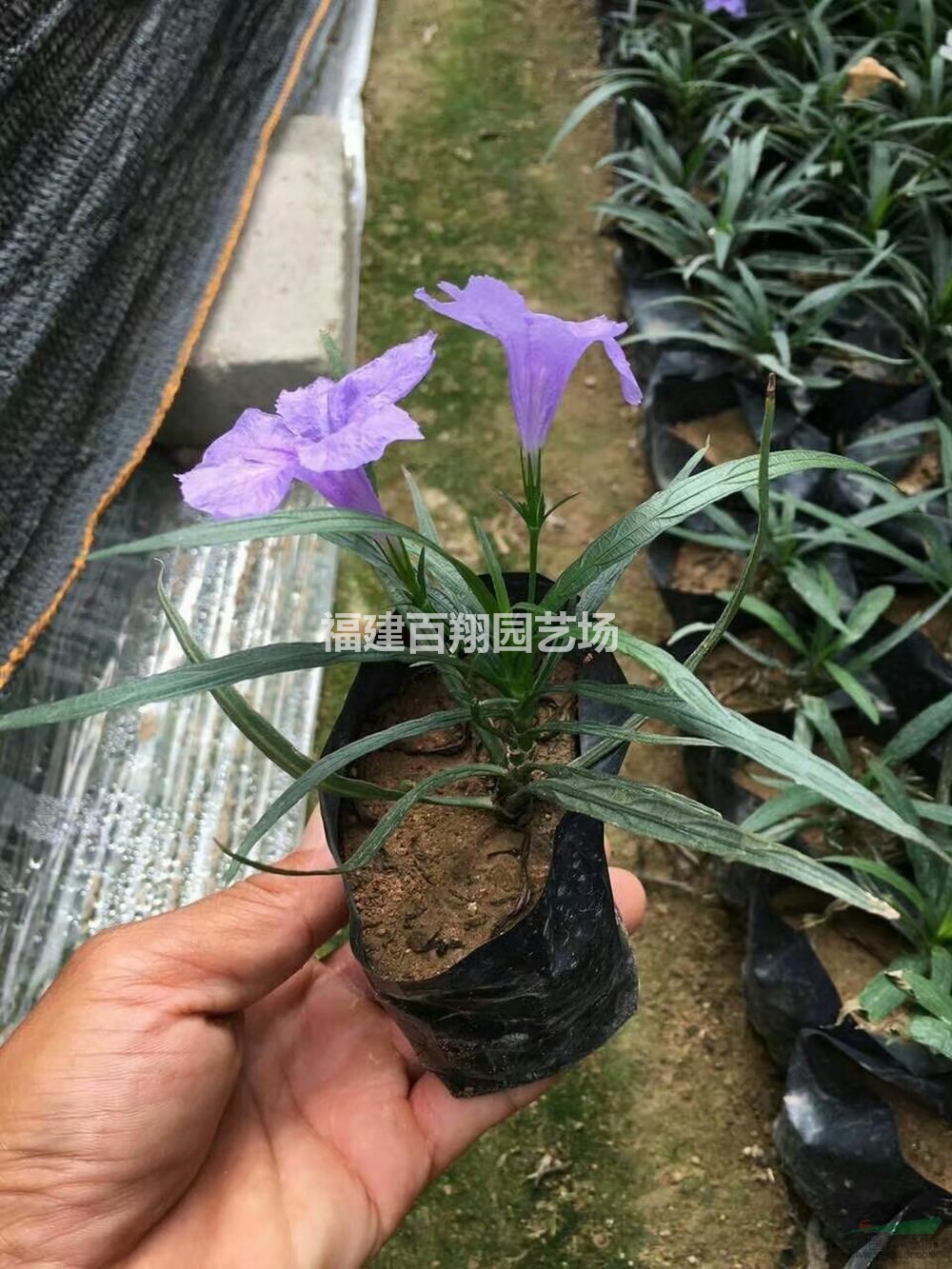 翠芦莉图片 翠芦莉报价基地 种植厂家 产地报价单 福建百翔园艺场