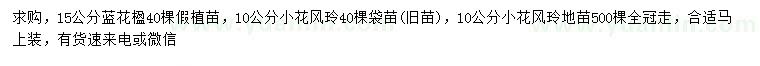 求购15公分蓝花楹、10公分小花风铃