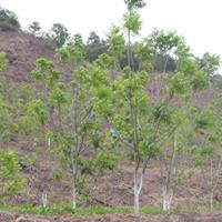 哪里买核桃苗 美国山核桃 价格优惠 一棵起售 基地直销