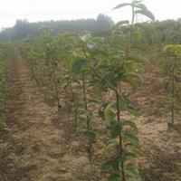 秋月梨栽培方法 秋月梨苗种植要求  秋雨梨苗供应 基地直销梨