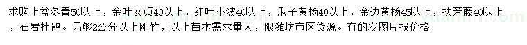 求购冬青、金叶女贞、红叶上檗等