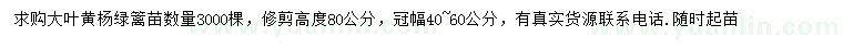 求购高80公分大叶黄杨