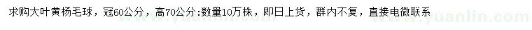 求购高70公分大叶黄杨毛球