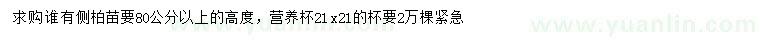 求购高80公分以上侧柏苗