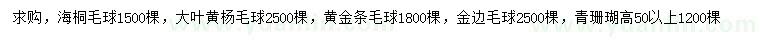 求购海桐毛球、大叶黄杨毛球、黄金条毛球等