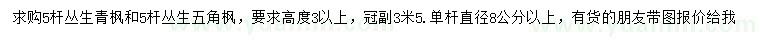 求购高3米以上丛生青枫、丛生五角枫