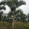 狐尾椰子（杆高2-4米）地苗 自产自销