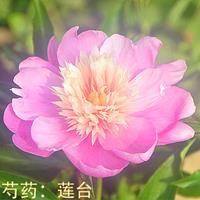 批发芍药苗