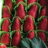 批发销售草莓苗 哪里有卖草莓苗 销售露天草莓苗 大棚草莓苗
