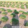 可供毕节城市园林绿化天然草皮种植技术